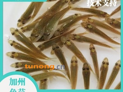 淡水鱼苗出售快大加州鲈鱼苗 无病害鱼苗供应加州鲈水花活力好图1
