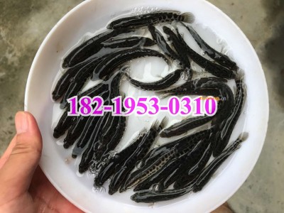 湖南郴州黑鱼苗批发价格永州乌鱼苗出售-祁阳生鱼苗养殖基地图1