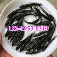 湖南郴州黑<span class=