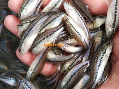 加州鲈鱼养殖合适水温 加州水花孵化技术 加州鲈鱼规格苗最新报价图1