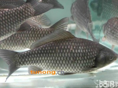 上海大鲫鱼 锤钓鲫鱼 草鱼 鳊鱼 青鱼批发包送保活图1