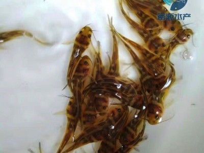湖南黄颡鱼苗批发价格-郴州黄刺骨鱼苗出售-永州黄辣丁鱼苗批发价格图1