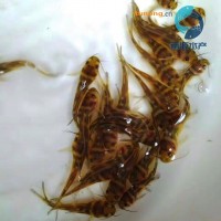 湖南黄颡<span class=