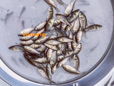 放生鲫鱼苗批发 鲫鱼鱼苗供应厂家 健康无病鲫鱼苗出售 广州豪情水产繁殖场图1