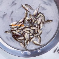 放生鲫鱼苗批发 鲫鱼鱼苗供应厂家 健康无病鲫鱼苗出售 广州豪情水产繁殖场