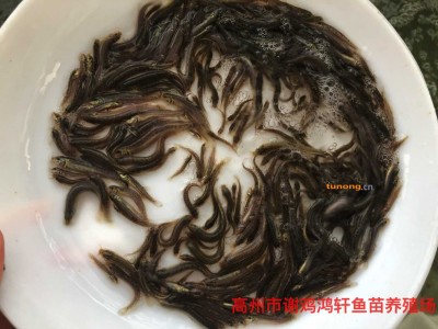 湖南衡阳泥鳅鱼苗台湾泥鳅王湖南娄底泥鳅苗价格台湾泥鳅苗批发图1