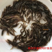 湖南衡阳泥鳅<span class=