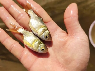 淡水花鲢鱼苗批发 少病害缩骨花鲢鱼苗供应 池塘养殖缩骨大头鱼苗图1