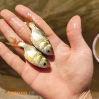 淡水花鲢<span class=