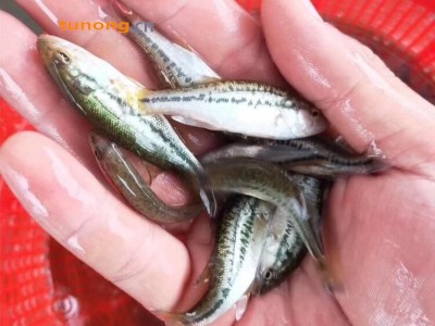 淡水鲈鱼苗批发出售 工厂化养殖加州鲈鱼 大口黑鲈鱼苗加州花活力好图1