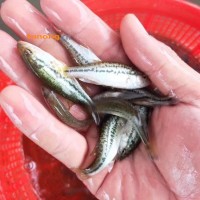 淡水鲈鱼苗批发出售 工厂化养殖加州鲈鱼 大口黑鲈鱼苗加州花活力好