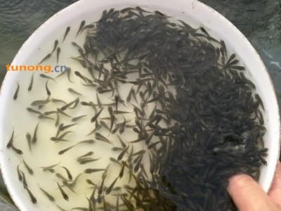 淡水优质鲫鱼苗出售 放生鱼苗批发厂家 放生鲫鱼苗大量供应 价格美丽图1