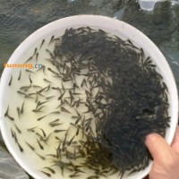 淡水优质鲫鱼苗出售 放生鱼苗批发厂家 放生鲫鱼苗大量供应 价格美丽