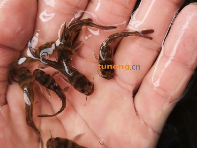 漂亮活力好黄骨鱼苗供应 工厂化养殖黄骨鱼 淡水黄颡鱼苗批发基地图1