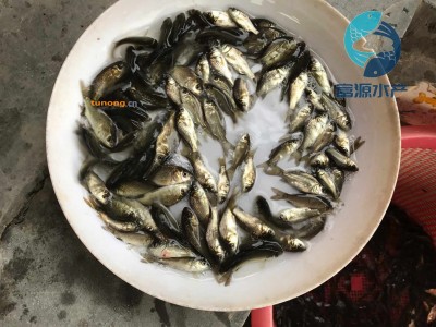 广西贺州鲫鱼苗批发价格-梧州丰产鲫鱼苗出售-岑溪中科5号鲫鱼苗养殖基地图1