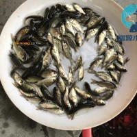 广西贺州鲫<span class=