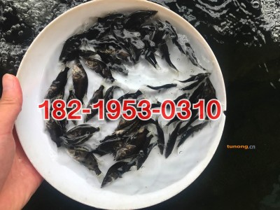 桂花鱼苗批发价格-杂交桂花鱼苗出售-鳜鱼苗批发价格图1