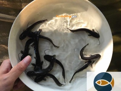 大口鲶鱼苗批发价格-杂交鲶鱼苗出售-黄鲶鱼苗养殖基地图1