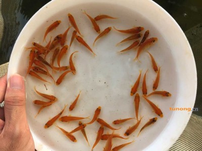 湖南衡阳金丝鲤鱼苗湖南娄底兴国红鲤鱼苗鲤鱼苗批发图1