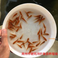 湖南衡阳金丝鲤<span class=