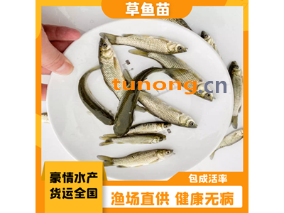 广东草鱼苗繁殖基地 优质草鱼苗供应厂家 脆肉草鱼苗批发 草鲩鱼苗养殖图1