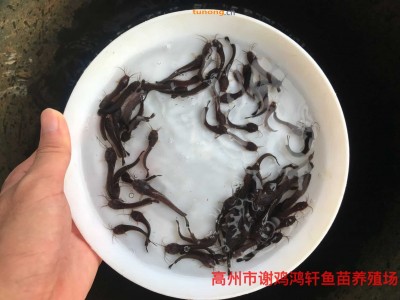 广东阳江杂交生鱼苗广东茂名本地胡子鲶鱼苗本地塘鲺鱼苗批发图1