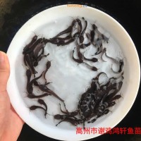 广东阳江杂交生<span class=