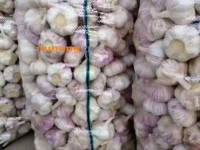 山东金乡大蒜,代收代存大蒜,代发全国,图1