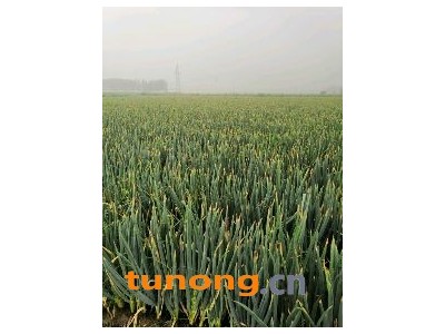 山东滕州铁杆大葱大量上市，货源充足，价格美丽图1