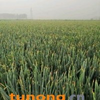 山东滕州铁杆大葱大量上市，货源充足，价格美丽