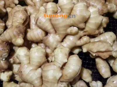 山东潍坊安丘精品大姜面姜一手货源图1