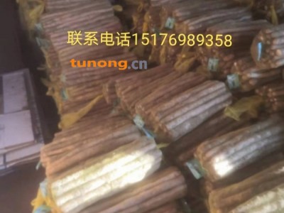 大量供应小白嘴白山药图1