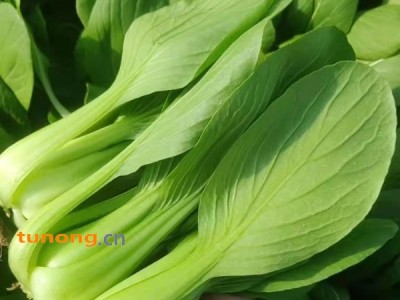 山东曹县上海青小油菜,小白菜,快菜,油麦菜,菠菜图1