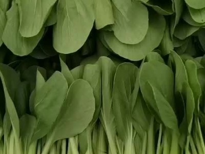 精品蔬菜，面向全国批发15965679757图1