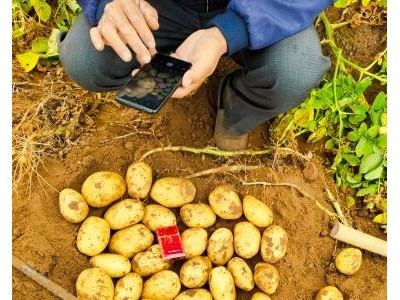 武川土豆，226，西森，斯凡特，常年代办土豆业务图1