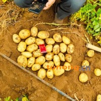 武川土豆，226，西森，斯凡特，常年代办土豆业务