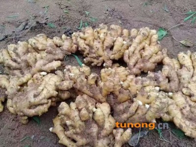 山东大黄姜小黄姜姜种姜母姜把各类果蔬图1