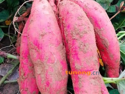 大量批发西瓜红通货15201219782图1