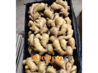 山东生姜鲜姜大黄姜小黄姜产地13864964308图1