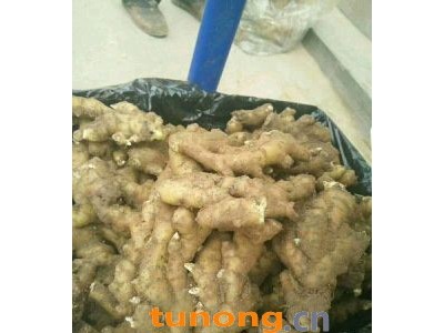姜种鲜姜生姜老姜黄姜13176070878图1