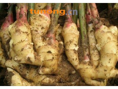 山东日照鲜姜，窖姜，姜母姜种批发图1