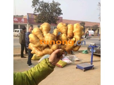 山东生姜产地，山东小姜价格，鲜姜批发，姜巴，图1