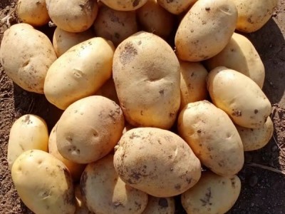 河北内蒙黄心土豆:希森六号荷兰十五709雪川红V7图1