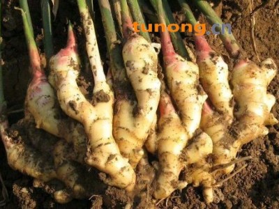 山东生姜大姜黄姜老姜鲜姜姜种15688815666图1