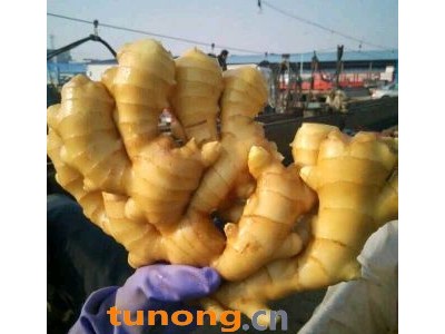 15165553393供应大黄姜小黄姜鲜姜姜母图1