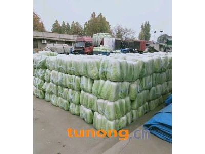 北京新三号白菜，山东大白菜，北京三号大量供应图1
