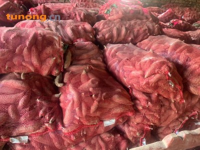 红薯种，现在接受预定图1