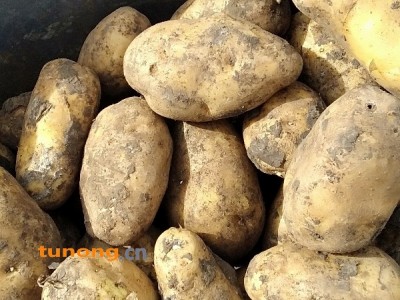 黑龙江土豆荷兰系列，尤金885，延暑四等等图1
