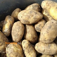 黑龙江土豆荷兰系列，尤金885，延暑四等等