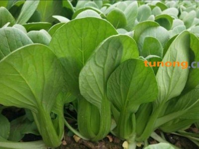 山东曹县精品上海青小油菜一级上海青小油菜图1